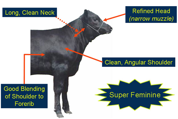 Evaluating Femininity Super Feminine