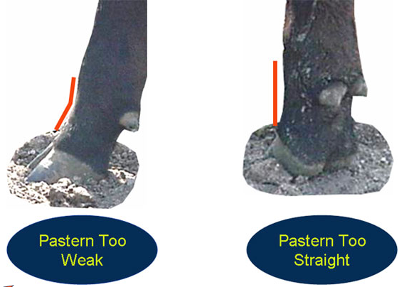 Evaluating structure pasterns too weak too straight