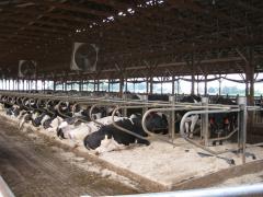 Picture 5.  Not enough fans over freestalls.
