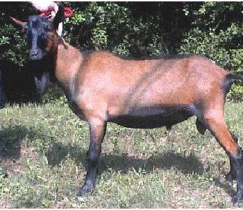 Oberhasli goat