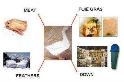 Goose products