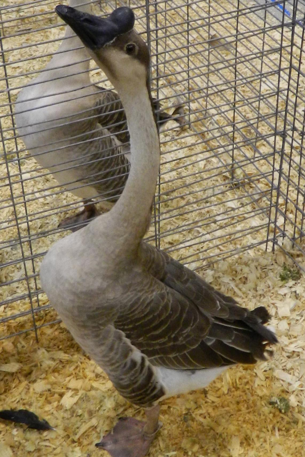 Chinese goose