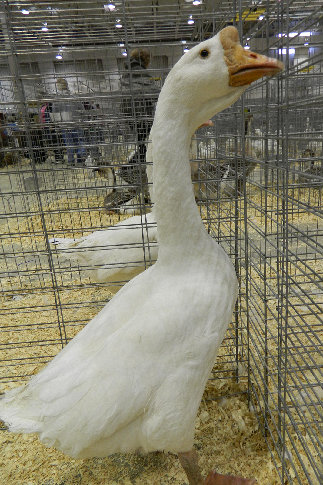 White African goose