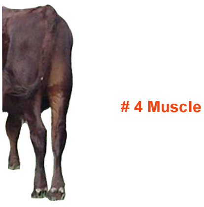 #4 Muscle