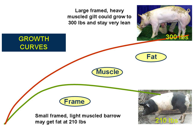Growth Curve