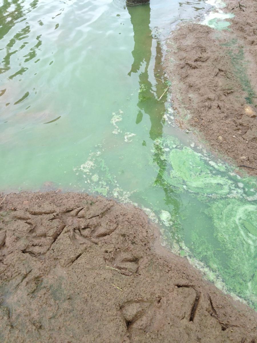 Livestock pong in Scott County: Planktothrix-Anabaena bloom