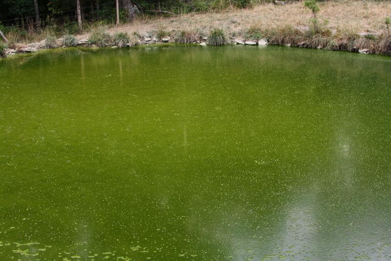 Pond in Anderson County-Photo courtesy of Dr. Jeff Lehmkuhler, University of Kentucky