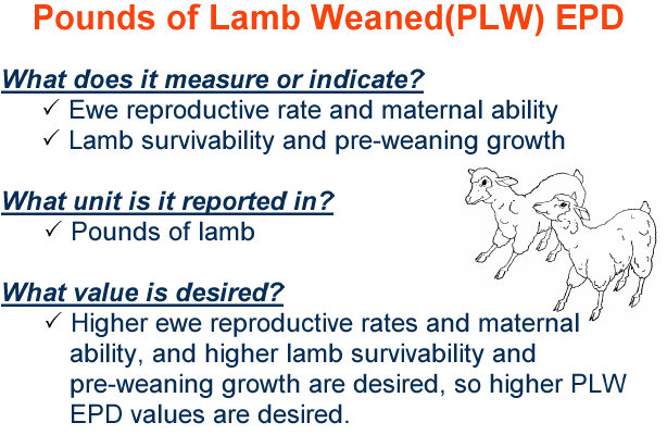 Pounds of Lamb Weaned EPD