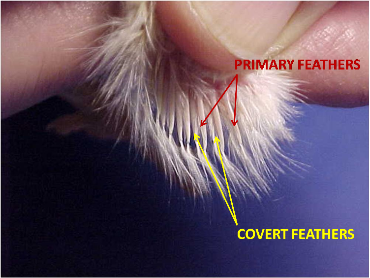 Slow-feathering: The primary wing feathers are short and the coverts are as long as the primary feathers.