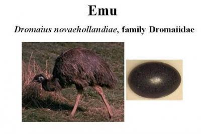 Emu and egg