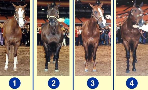 Quarter Horse Mares - Front Views