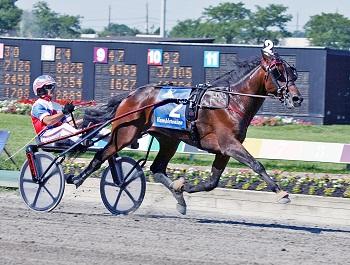 Standardbred Horse