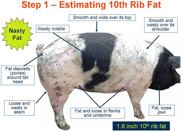 Step 1 Estimating 10th Rib Fat