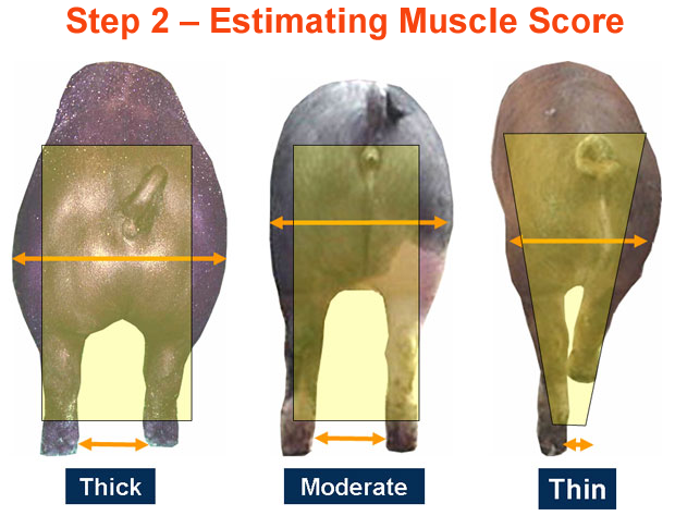 Step 2 Estimating Muscle Score Thick Moderate Thin
