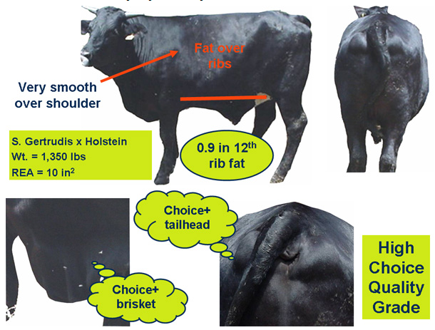 Exotic x Holstein