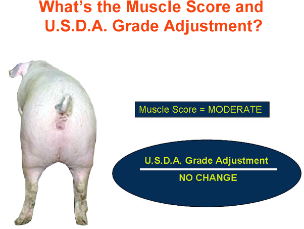 whats the muscle score and usda grade adjustment3 answer 2
