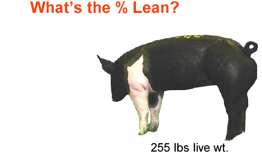 whats the percent lean4