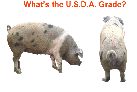 whats the usda grade1 2