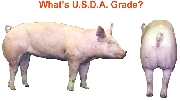 whats the usda grade3