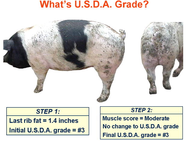 whats the usda grade4 answer