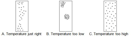 Figure 1.8 - Typical chick behavior under whole house brooding