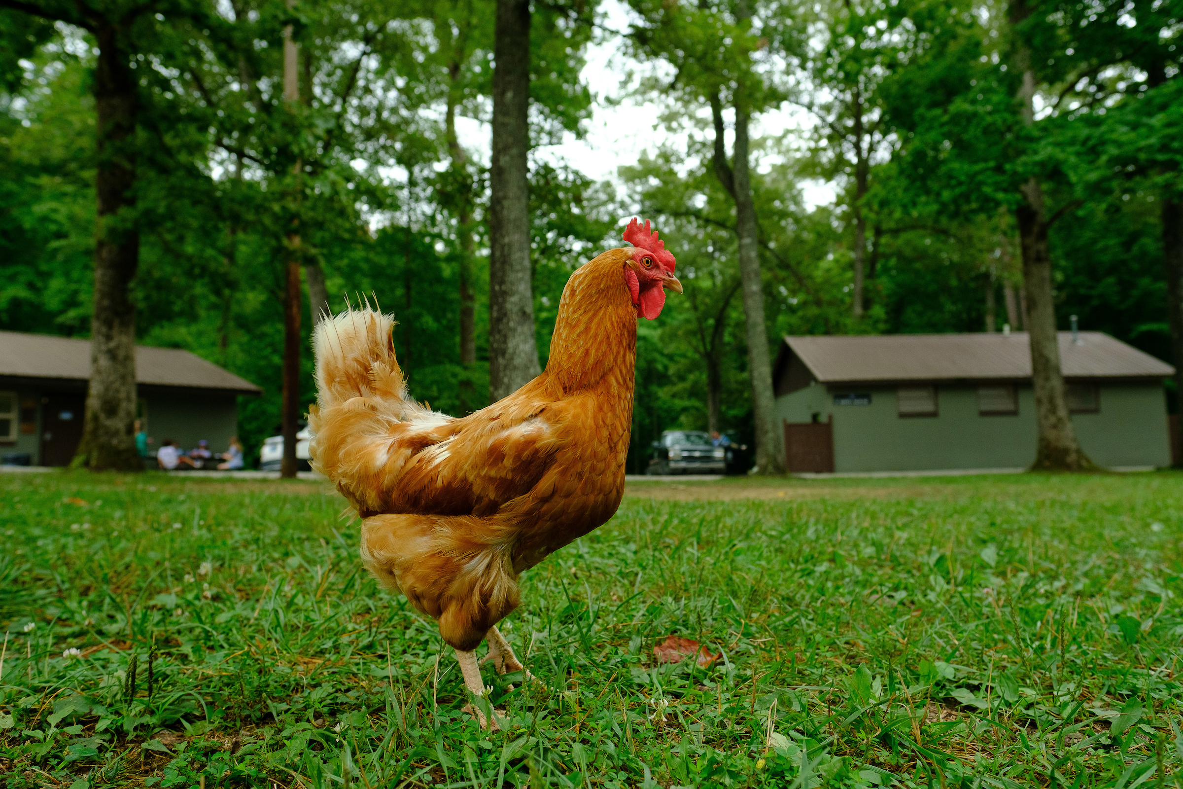 Free-range chickens live at 4-H camp.