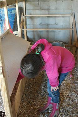 A child collects eggs in a coop